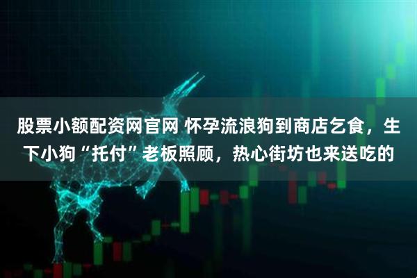 股票小额配资网官网 怀孕流浪狗到商店乞食,生下小狗“托付”老板照顾,热心街坊也来送吃的